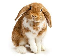 procter and gamble animal testing|Procter & Gamble, Maker of Pantene and Herbal .
